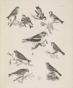 ornithology