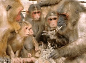 Frans de Waal; http://creativecommons.org/licenses/by/2.5/deed.en