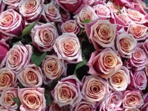 http://en.wikipedia.org/wiki/File:Bouquet_de_roses_roses.jpg