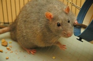 http://commons.wikimedia.org/wiki/File:Rat_diabetic.jpg