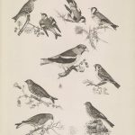 ornithology